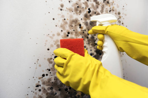 Home Mold Removal in Westmont, PA
